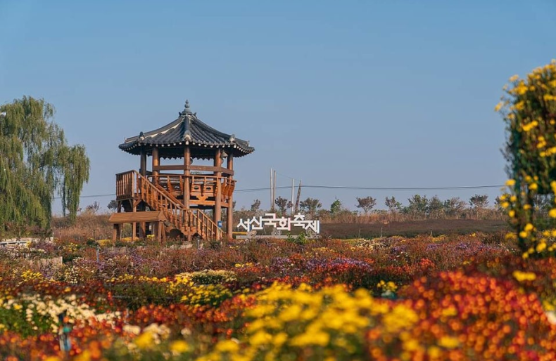 2025년 11월 가을 축제 청송사과축제 서산국화축제