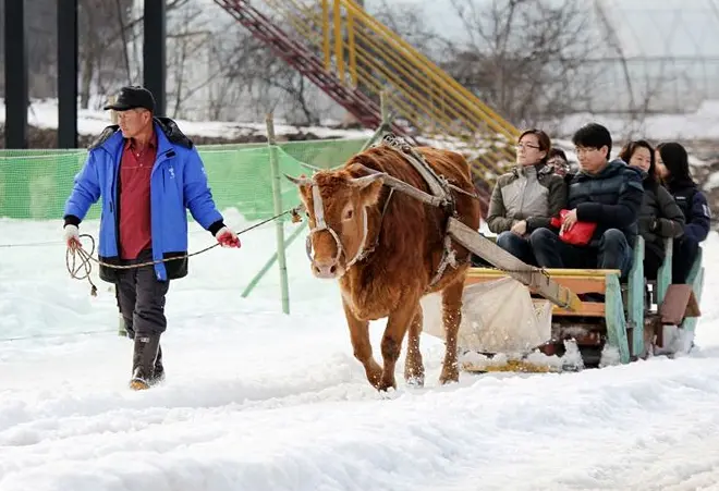 2025년 12월 겨울축제 평창송어축제 오색별빛정원전 칠갑산얼음분수축제 일정 장소 입장료 운영시간 주차정보 추천
